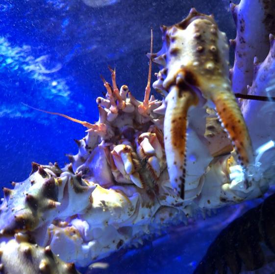 小海水產火鍋店 海鮮處理人員