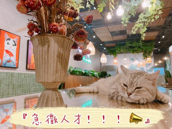 泰貓了誠徵外場晚班假日可配班長期短期夥伴