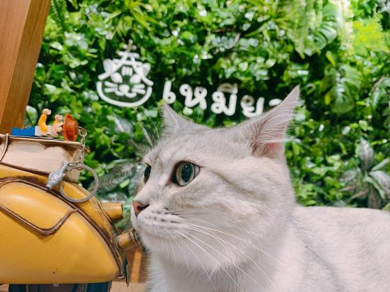 泰貓了誠徵外場晚班假日可配班長期短期夥伴