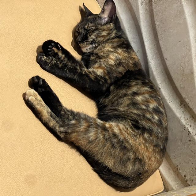 台中霧峰夜景餐廳 六.日 工讀人員