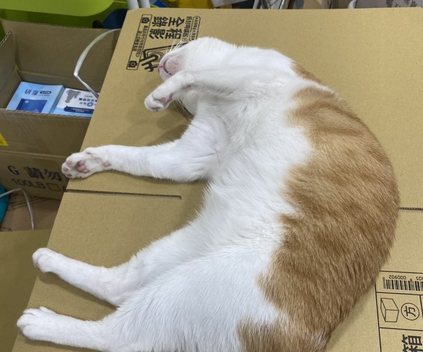 寵物家族（寵物正式、兼職人員）