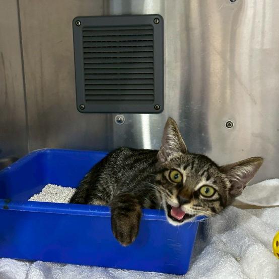 獸醫師.獸醫助理.長期工讀