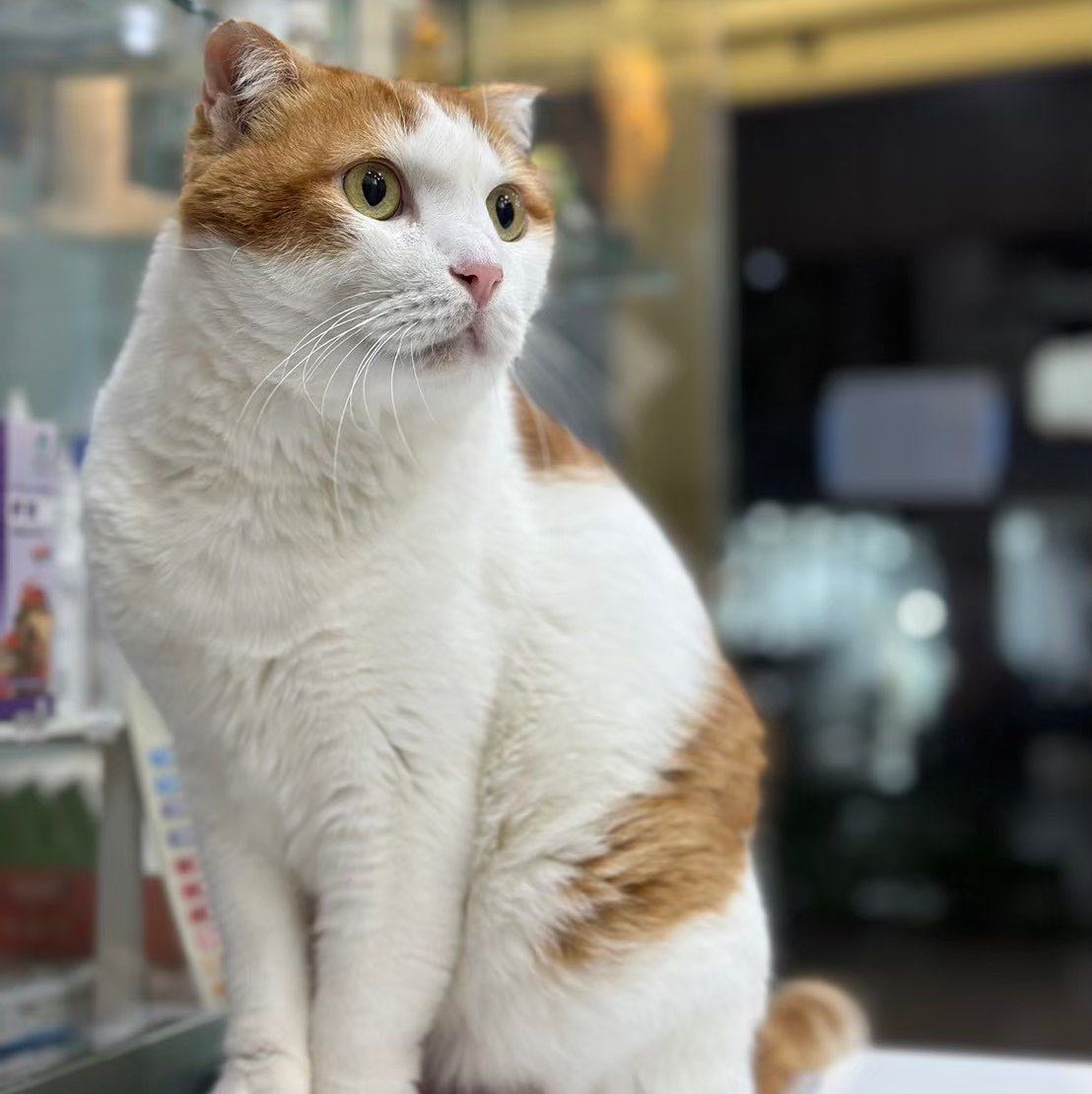 獸醫師.獸醫助理.長期工讀