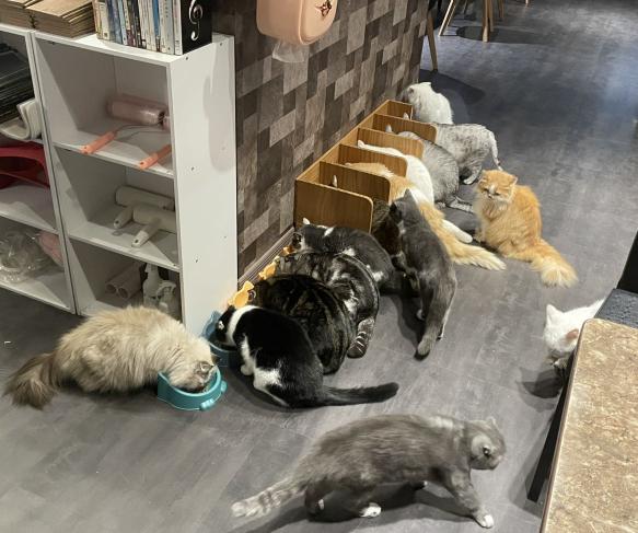 餘溫貓咪咖啡食堂—早班工讀