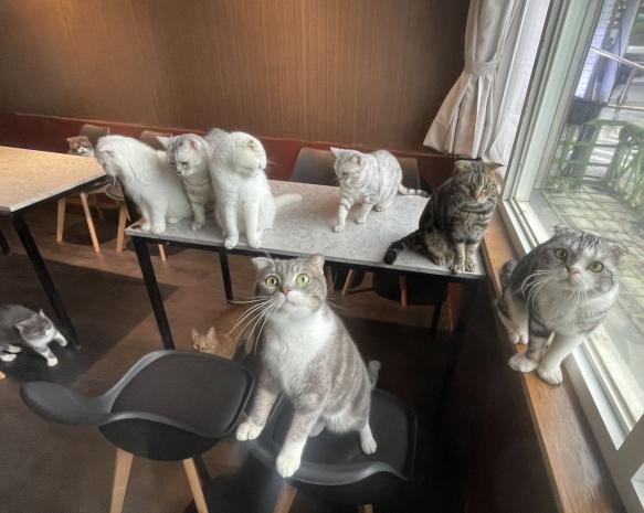 餘溫貓咪咖啡食堂—早班工讀