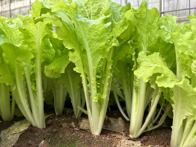 有機農場誠徵包菜理貨人員