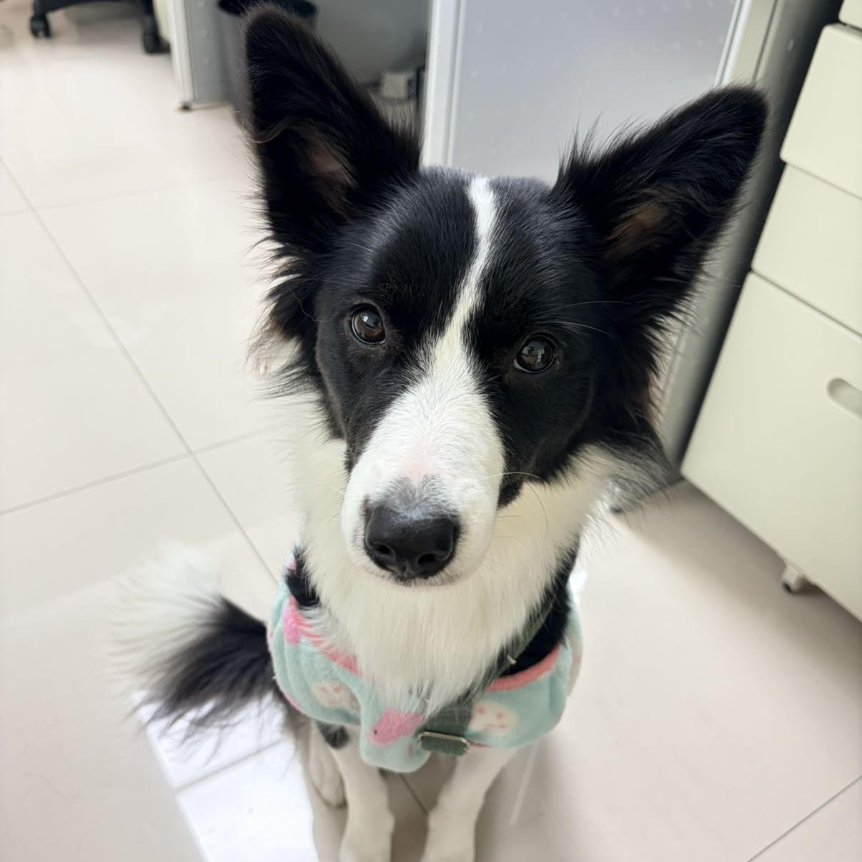 前線電話行銷業務、助理