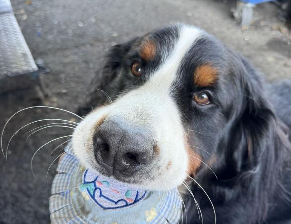 賽車俱樂部平假日現場管理人員
