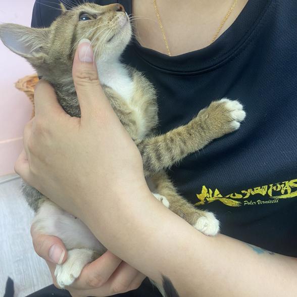 撲克麵線淡金店-誠徵兼職人員