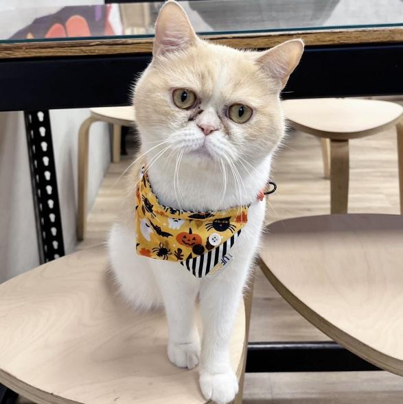 有沒有牛肉麵歸仁早班工讀生