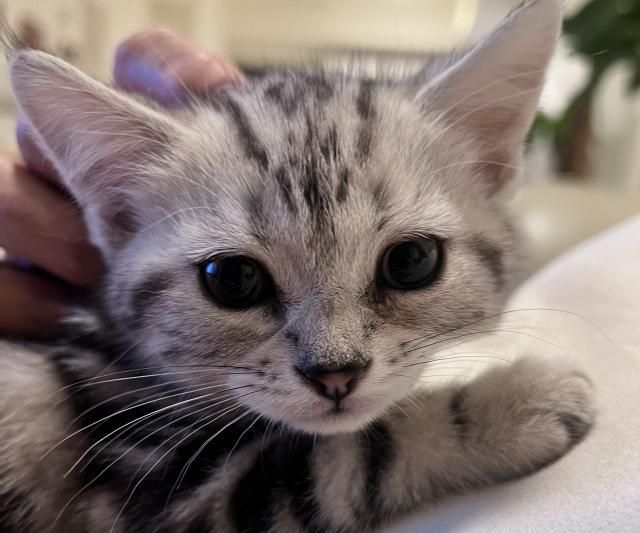 📍台中貓咪寵物店找【清潔】 長期～