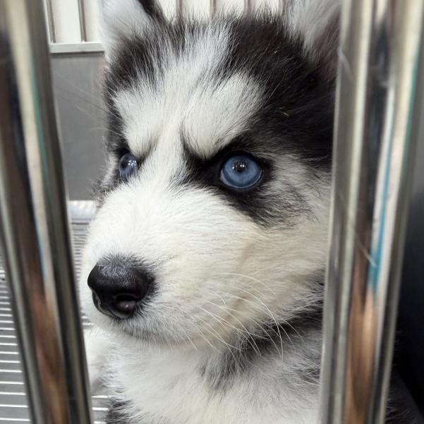 寵物店時薪工讀生