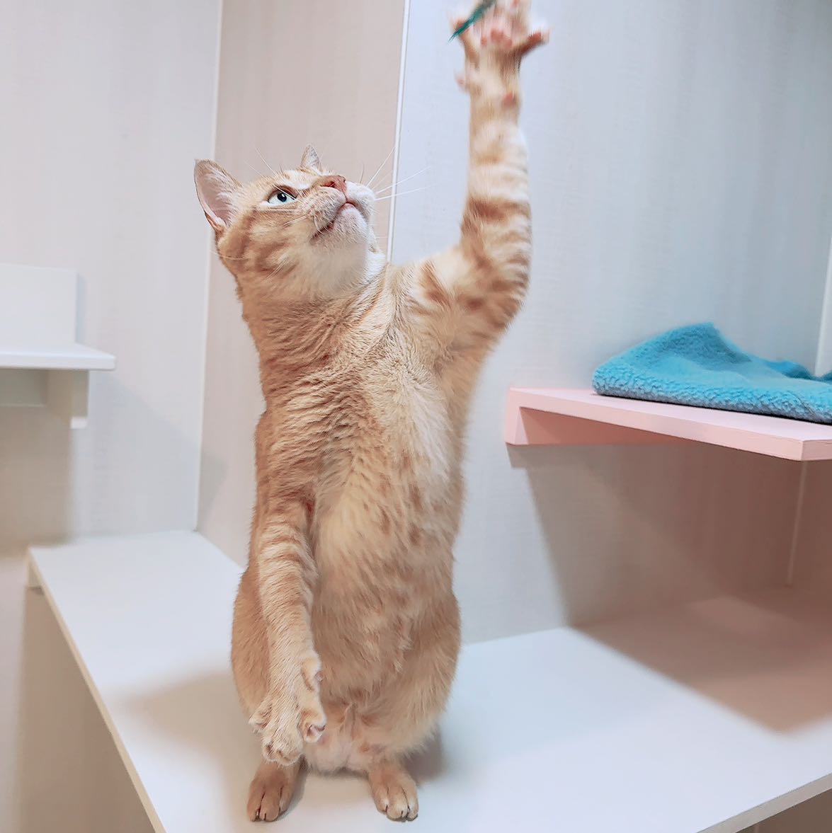 假日PT(限有養貓者)