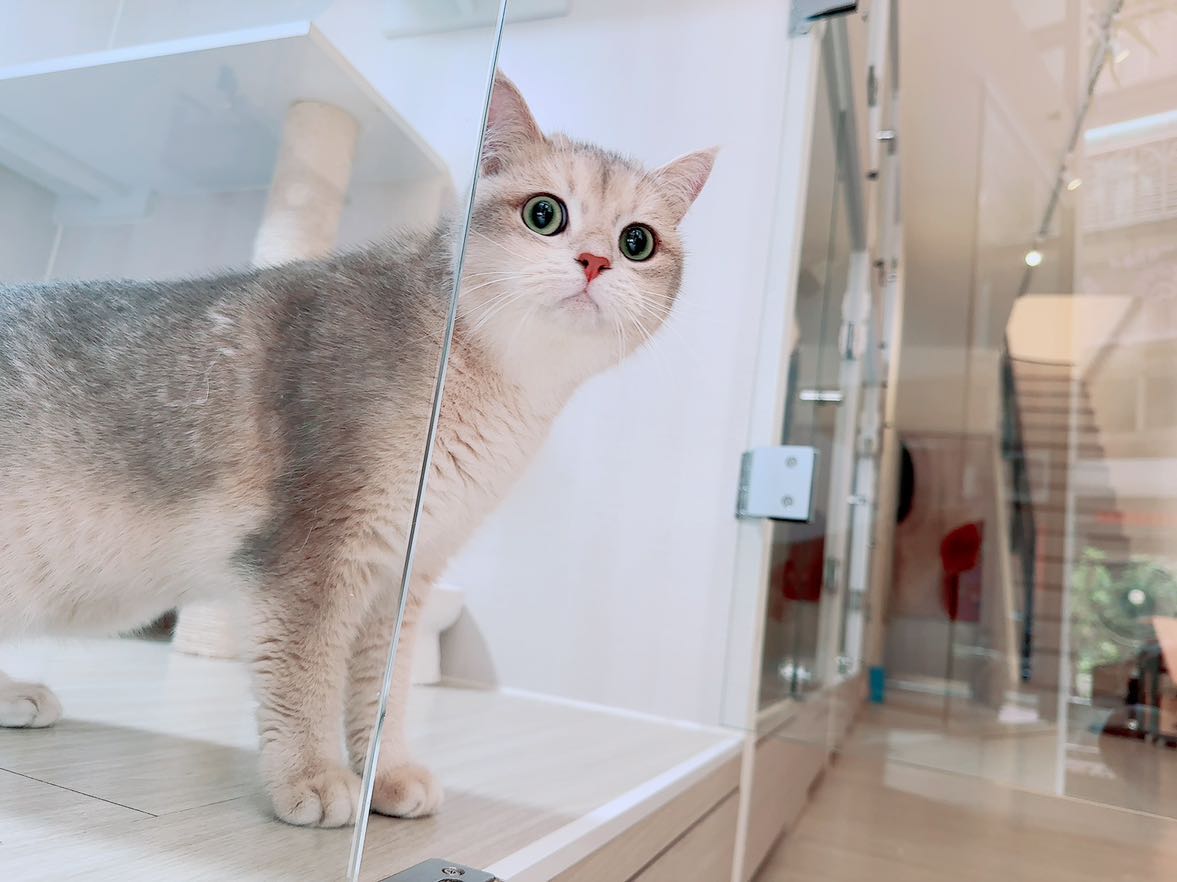 假日PT(限有養貓者)