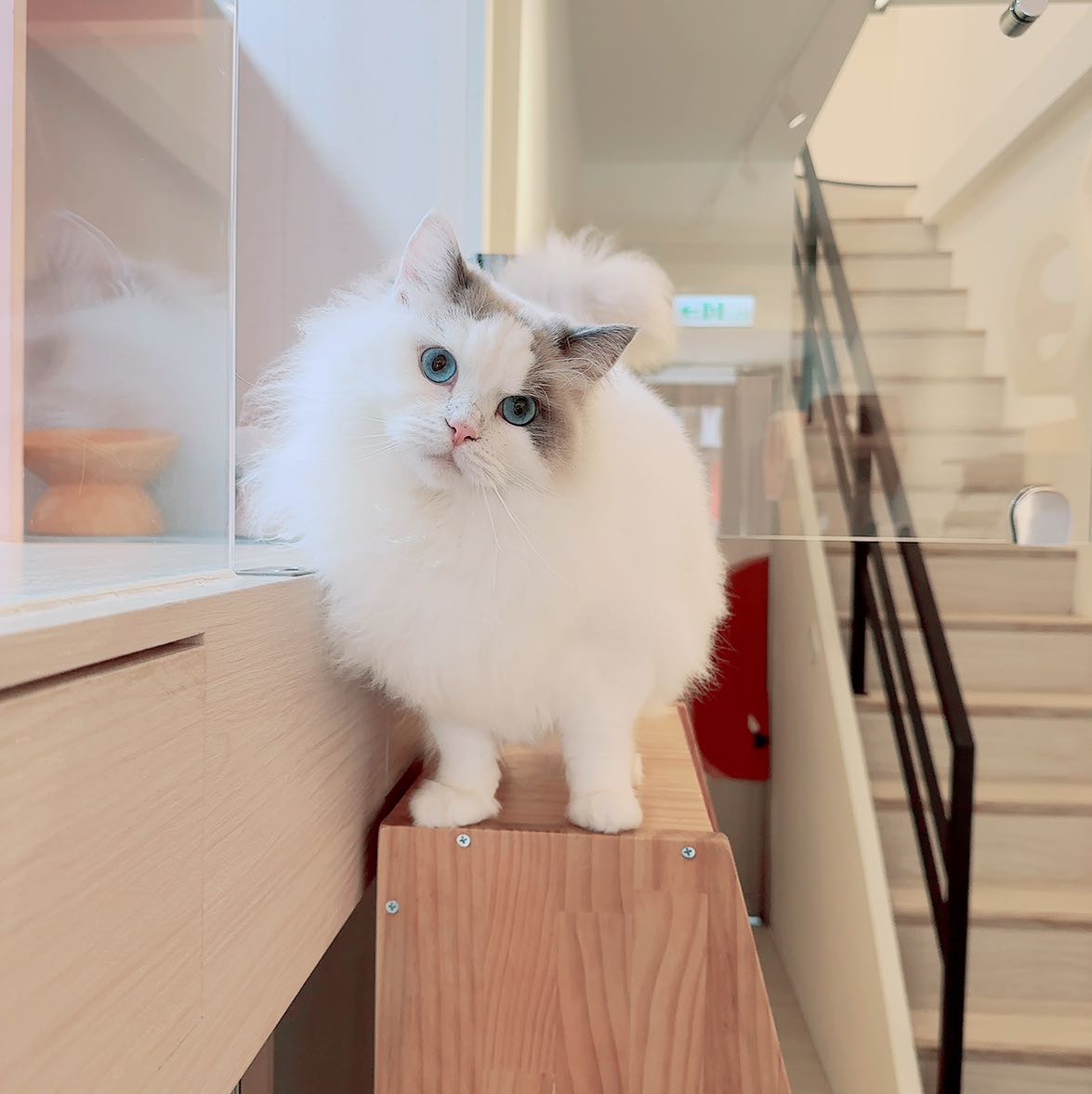 假日PT(限有養貓者)