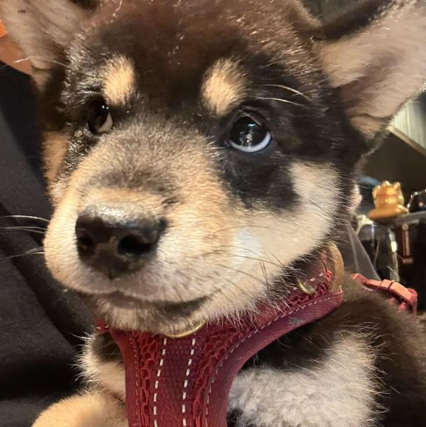 捷運士林站寶飽煲小館徵外場