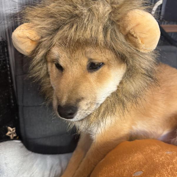 捷運士林站寶飽煲小館徵外場