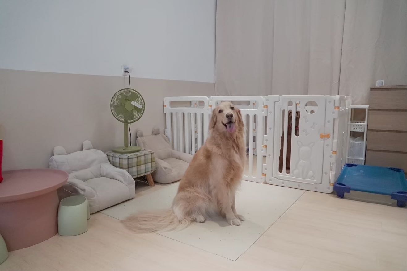 寵物保母兼寵物洗澡助理