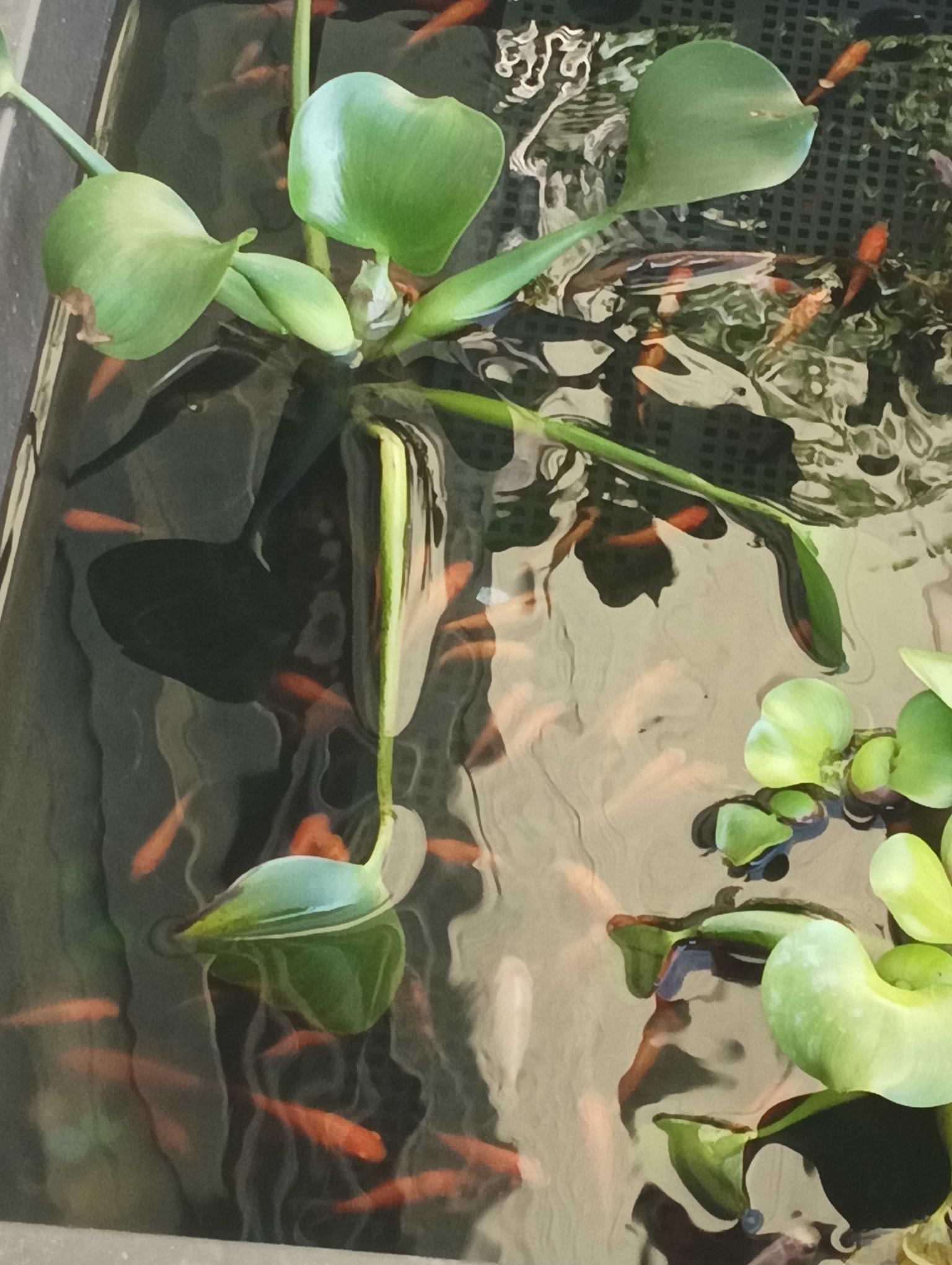 自動控制配電（學徒)