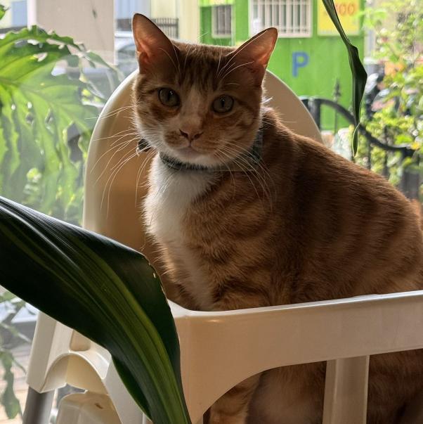 寵物餐廳兼職打工長期