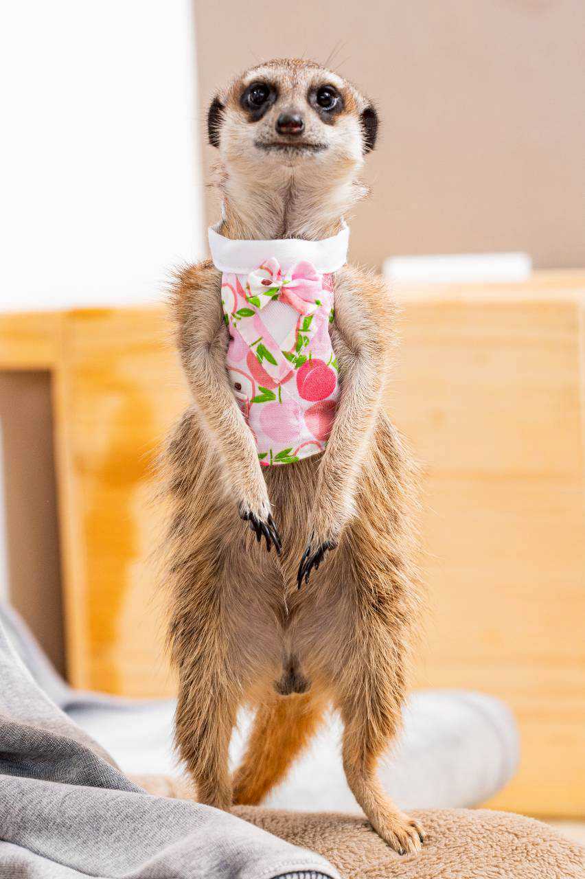 🐾 【75°獴】廚房心臟招募中！找尋熱血幫廚夥伴！ 🐾